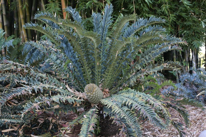 sago palm outdoors with male flower How to grow sago palms outdoors