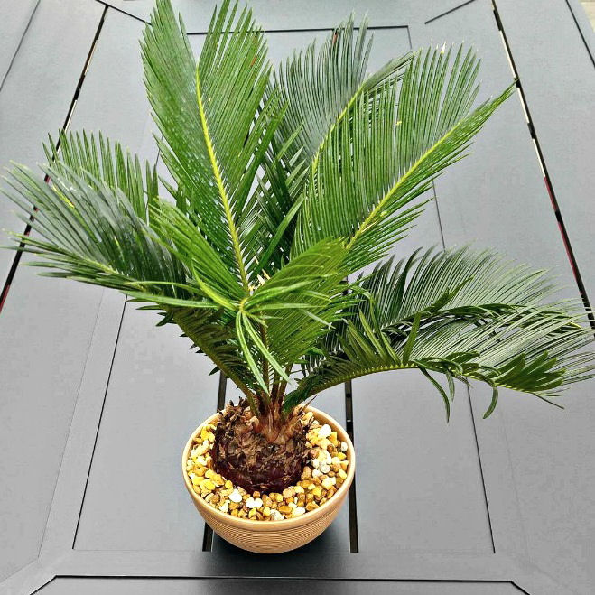 Growing Sago Palms – How to Grow a Sago Palm Tree