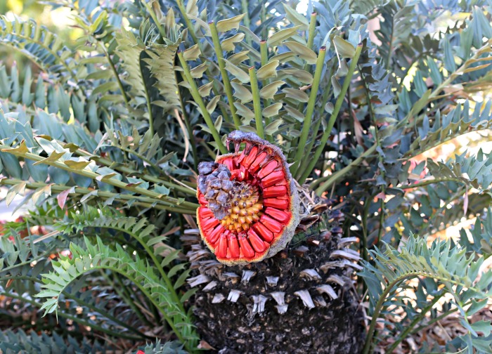 sago palm seeds Sago palm with seeds