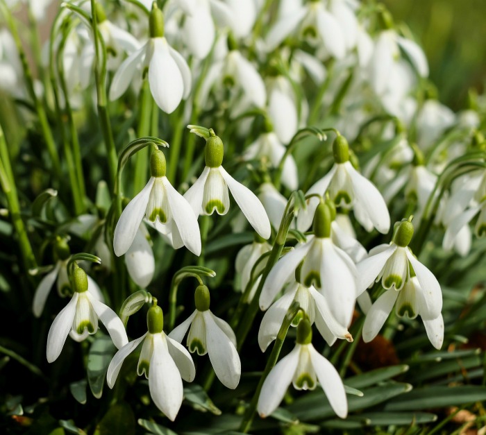 Snowdrops blooming in spring.
