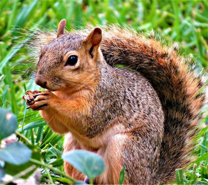 Squirrel in the garden