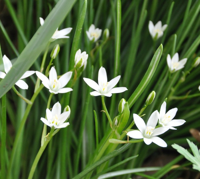 Star of Bethlehem can take over a garden bed easily