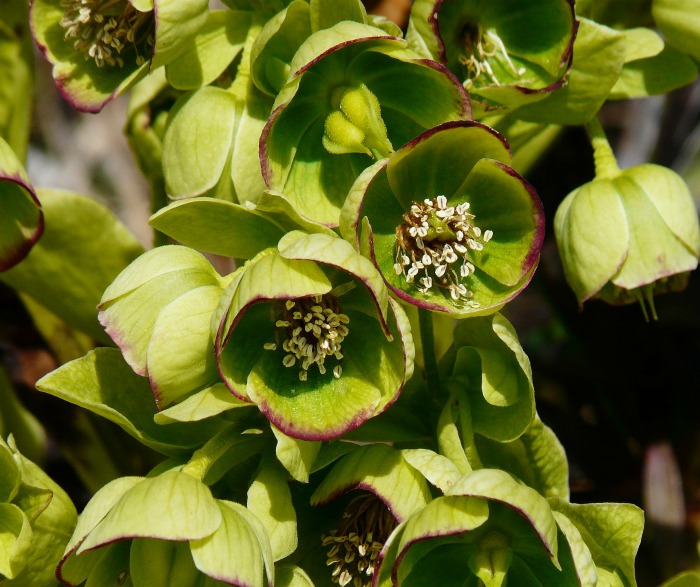 delicate color of hellebore flowers