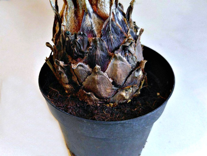 sago plant base base of sago plant