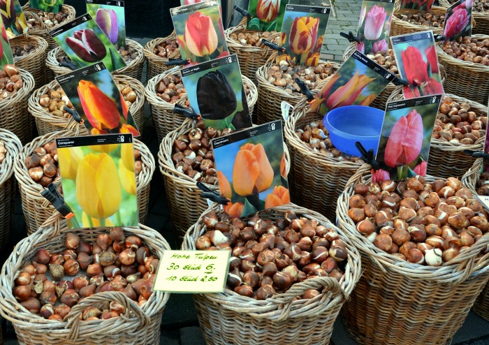 Tulip bulbs in baskets