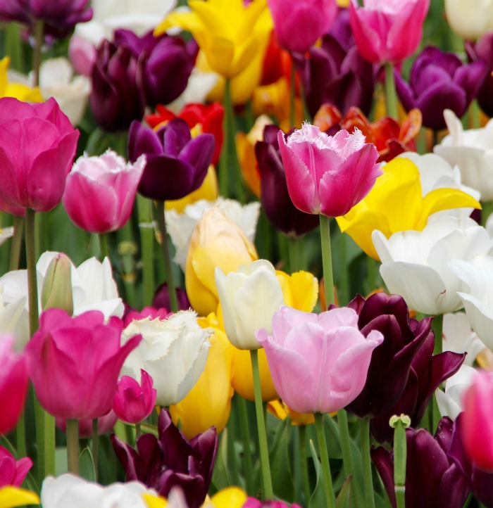Sunny spring tulips are popular spring blooming bulbs