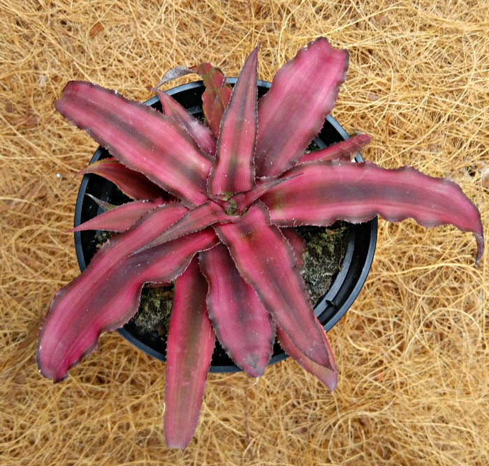 leaf formation of Cryptanthus Bivittatus