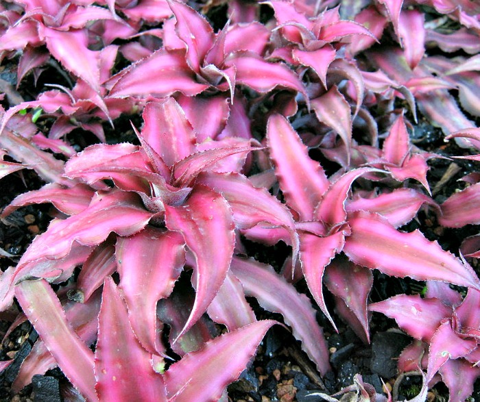 Cryptanthus Bivittatus plant