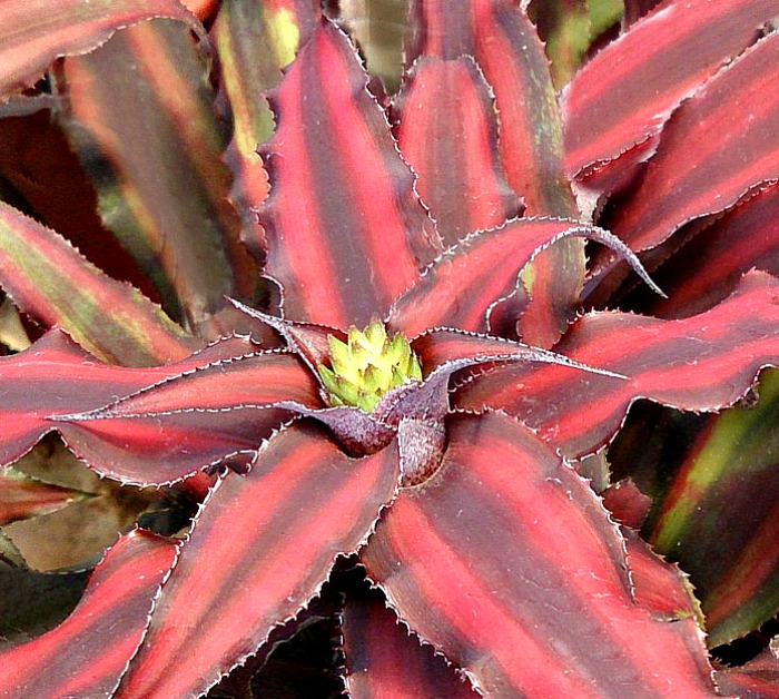flowers of the red star bromeliad