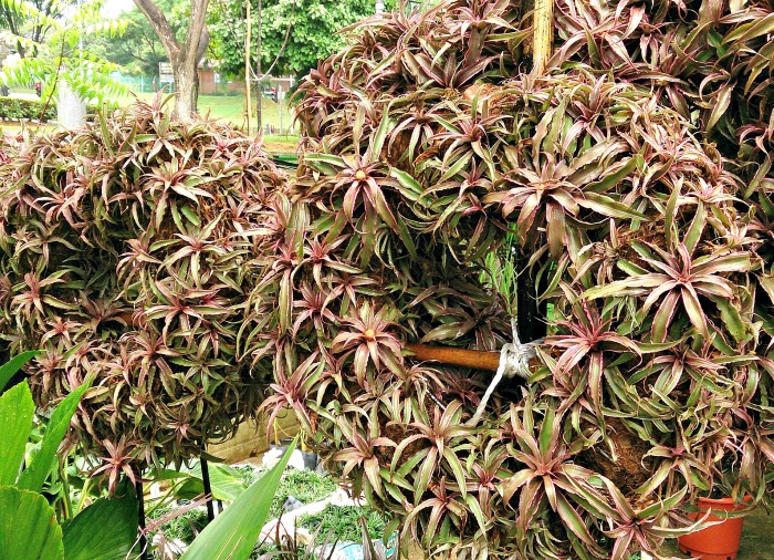 Earth Star bromeliad in clusters