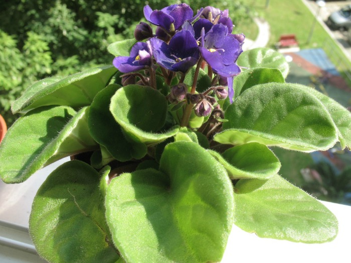 African violet with purple flowers