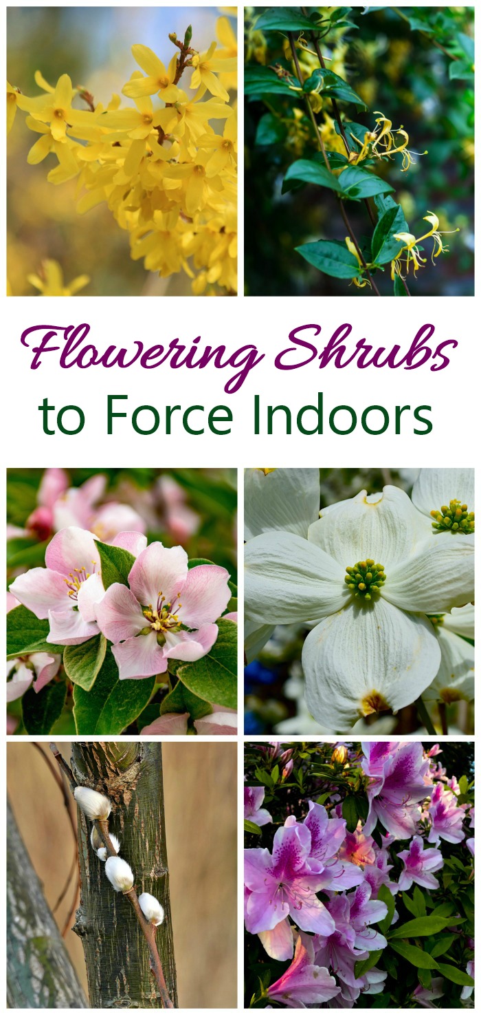 Get a jump start on spring by forcing flowering shrubs indoors