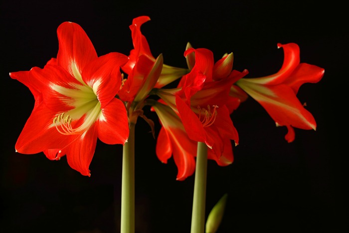 Amaryllis bulbs