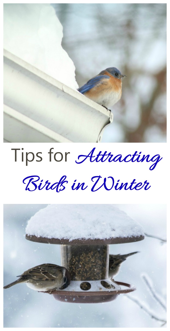 These tips for attracting birds in winter will make sure that your yard has lots of feathered friends all year long. #attractingbirds #feedingbirds