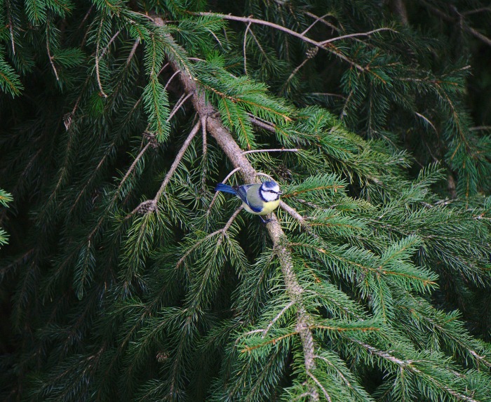 Old fir branches protect birds in winter
