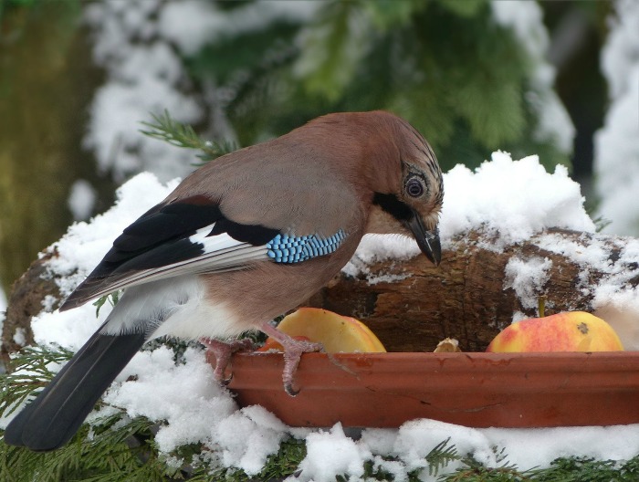 Put fruit out to feed birds