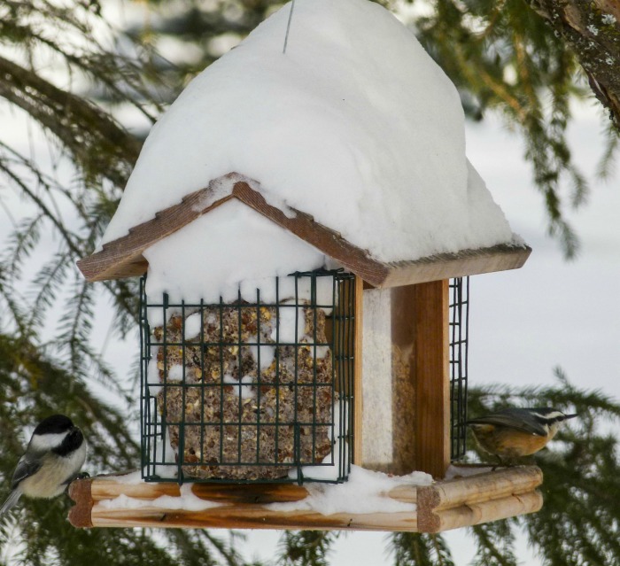 Keep bird houses clean to attract birds in winter