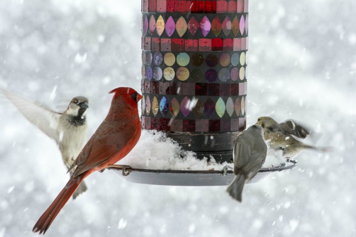 Large bird feeder