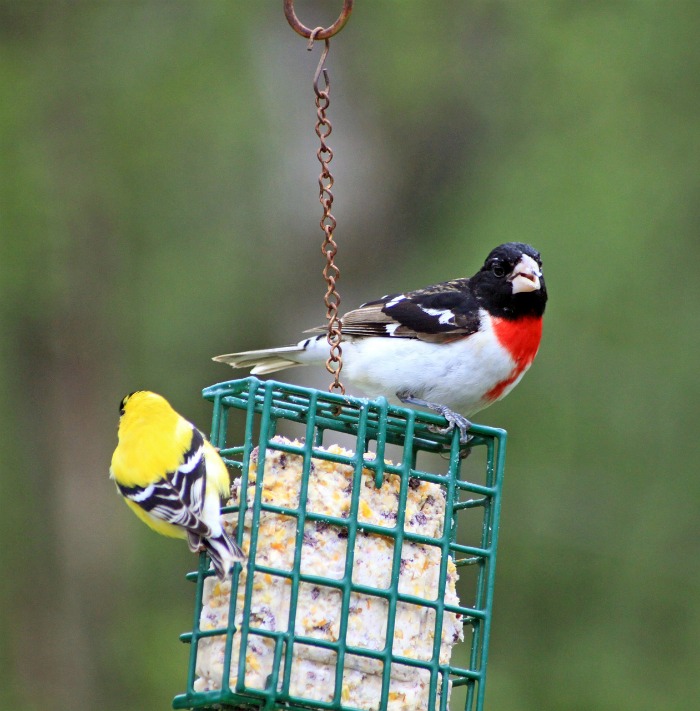 Birds feeding on suet
