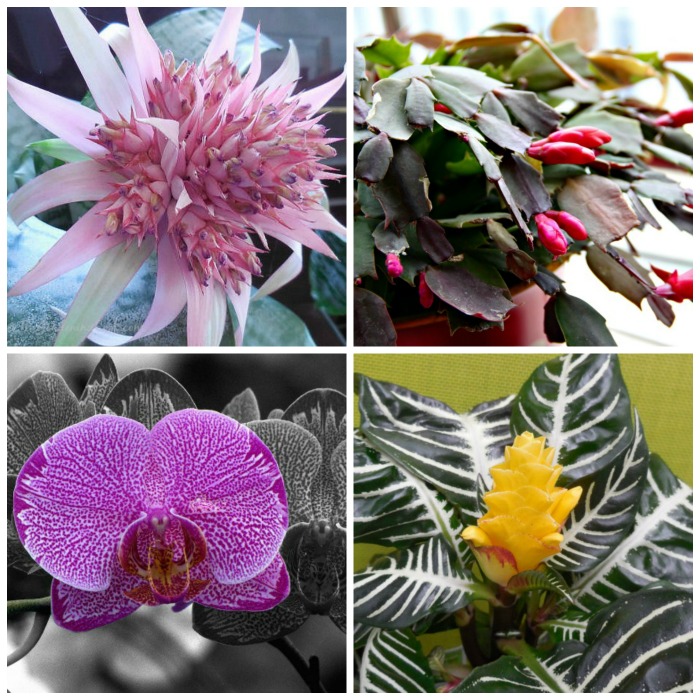 Flowering Houseplants – 15 Blooming Indoor Plants