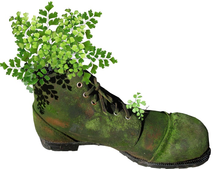 Boot planter with maidenhair fern