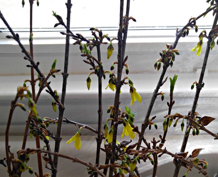 Forsythia buds forming