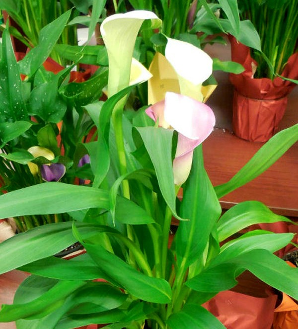 Calla lily in flower
