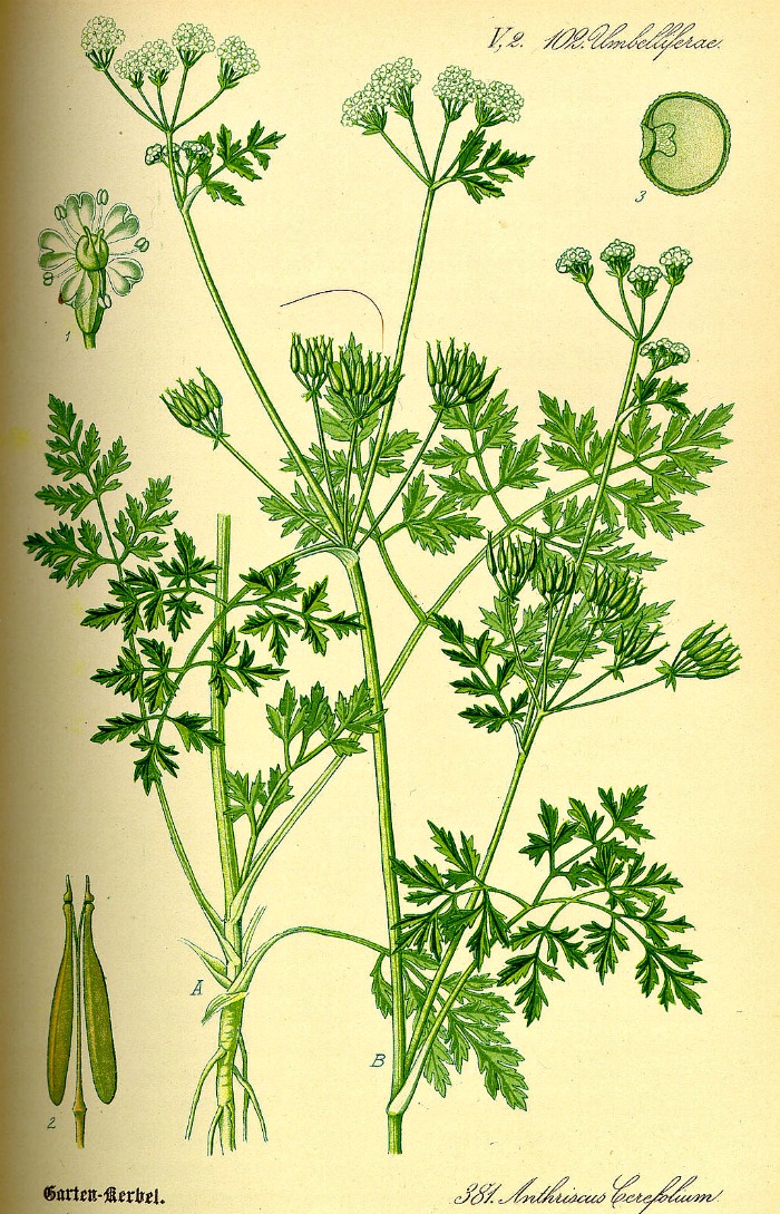 Chervil diagram