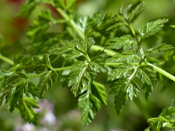 Chervil leaves