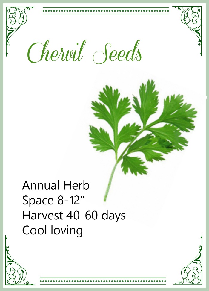 Chervil seeds