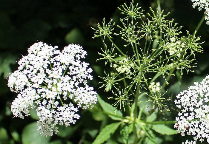 Chervil flowers