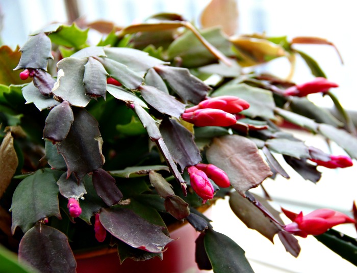 Christmas cactus