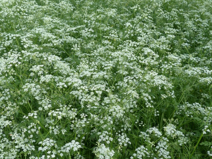 Wild chervil is called cow parsley.