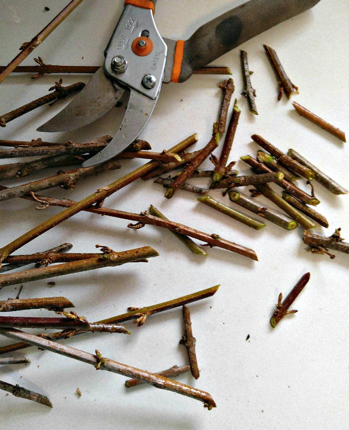 trimming branches