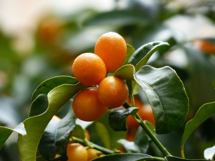 Dwarf citrus plants will flower and then bear fruit indoors.