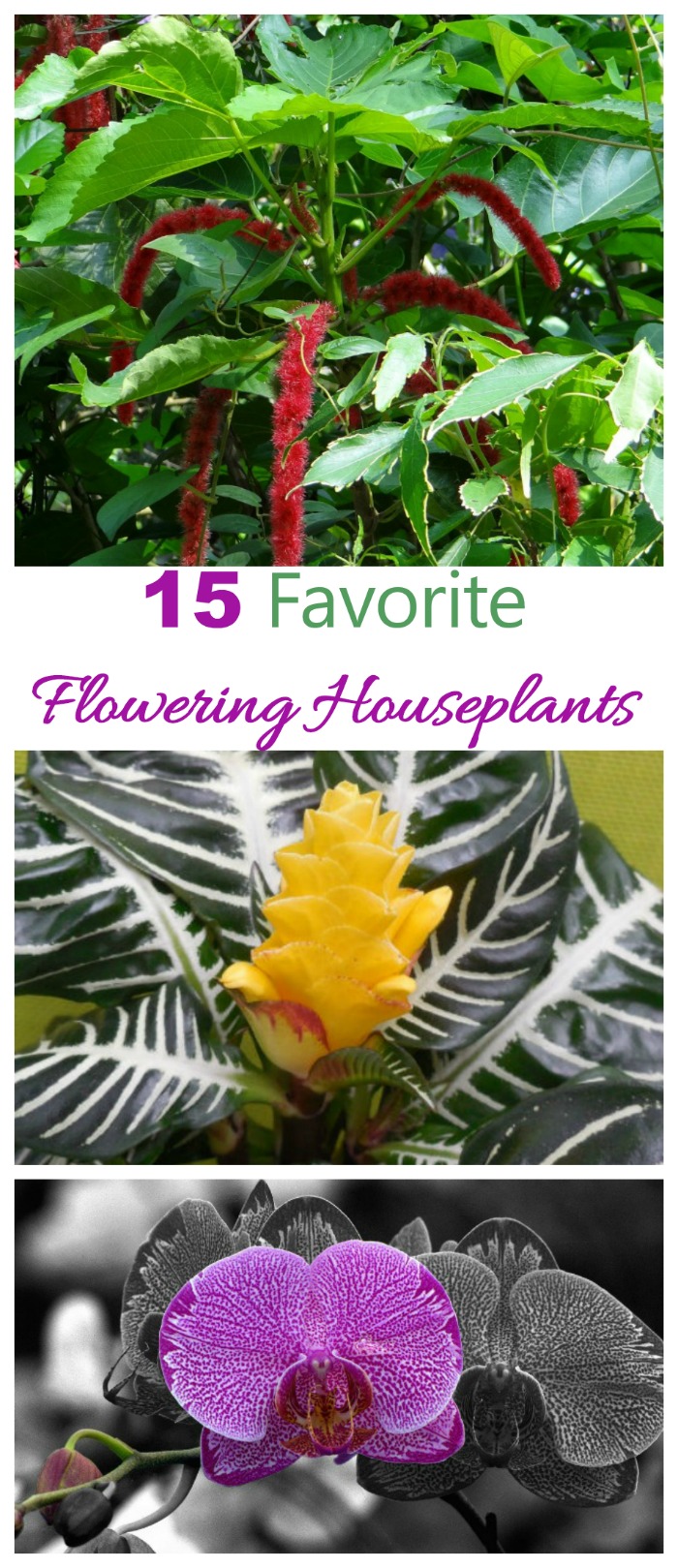 These 15 flowering houseplants will bring the color and warmth of the garden indoors #floweringhouseplants #bloomingindoorplants