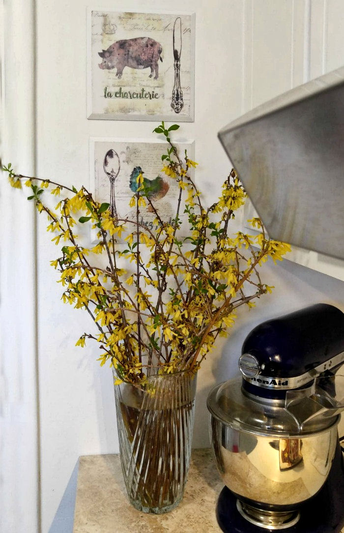 Vase of forsythia blossoms forced indoors