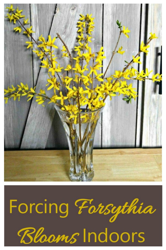 Get a jump start on spring by forcing forsythia bushes indoors. #forcingforsythia #forceshrubs