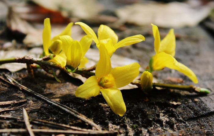 Forsythia flowers