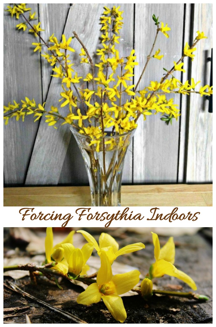 Forcing forsythia branches indoors is an easy project that lets you get a jump start on spring.