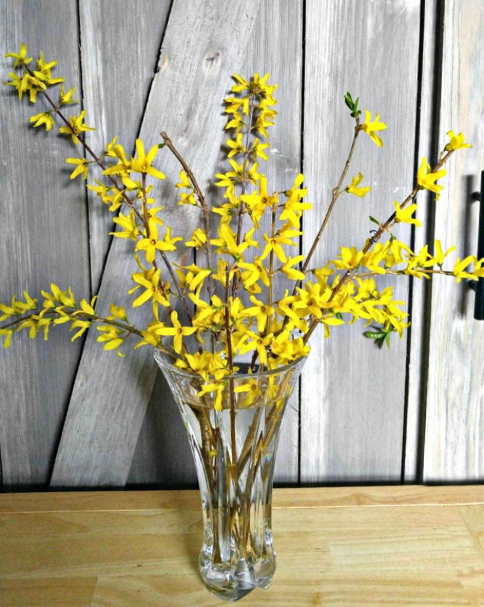 It's easy to force forsythia blooms indoors