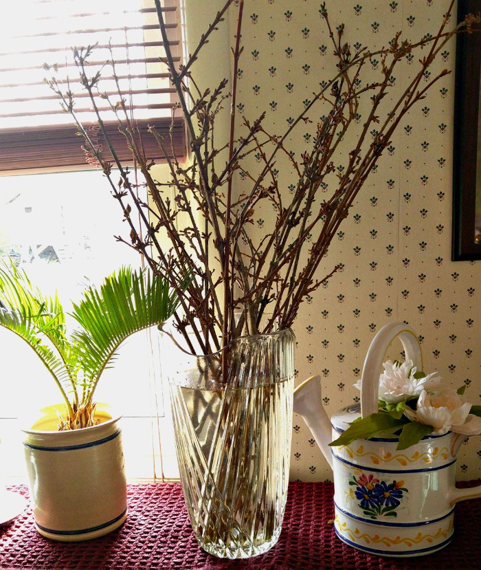 forsythia branches in a vase of water