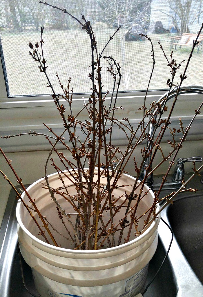 forsythia branches in warm water