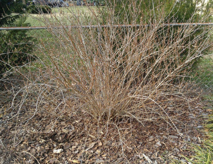 Forsythia Bush in winter