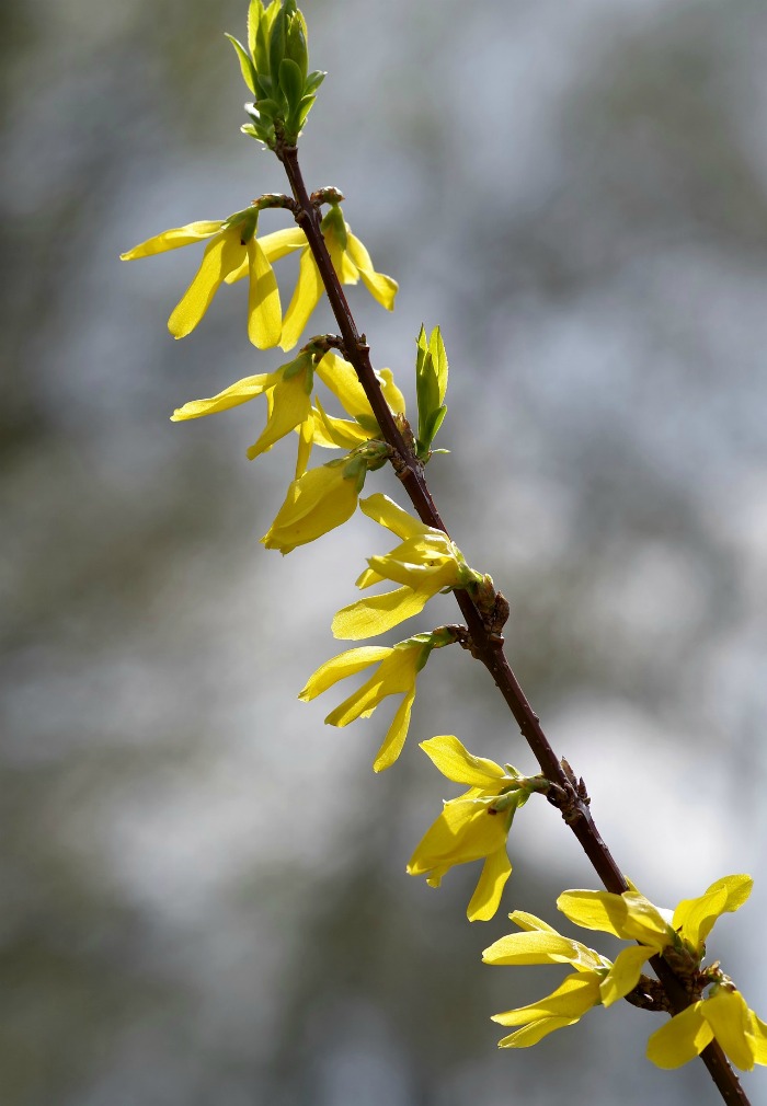 forsythia flowers