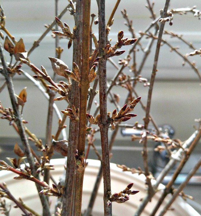 Forsythia buds