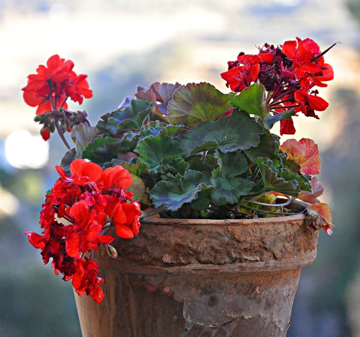 red geranium