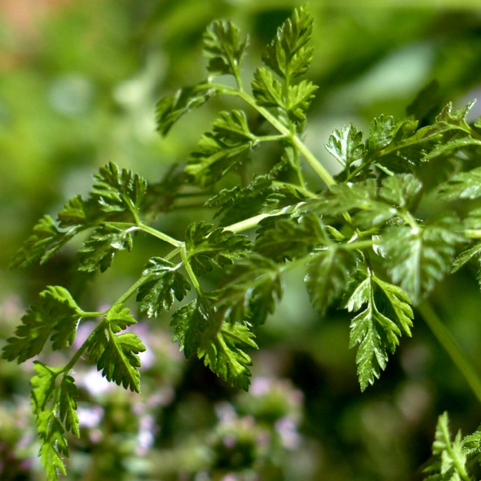 Growing Chervil – How to Grow Chervil Herb (And Some Substitutes!)