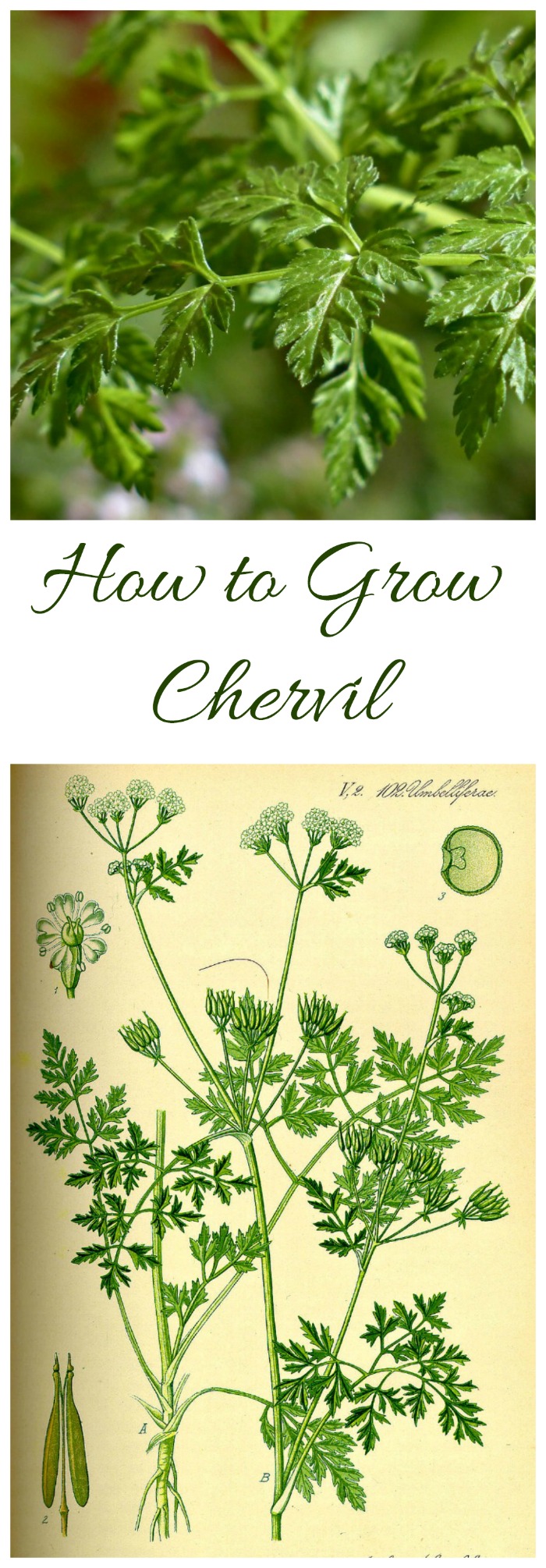 The herb chervil is widely used in French cooking. See my tips for growing chervil, plus some other substitutes. #growingchervil #chervilherb