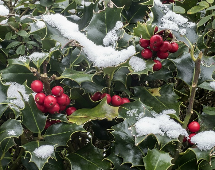 Holly bush with berries makes a great food source for winter birds